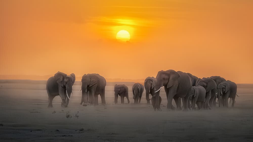 African Elephant Sunset by Yun Thwaits — canvas wall art