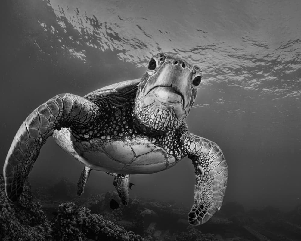 Black White Sea Turtle by Jennifer Lu — canvas wall art