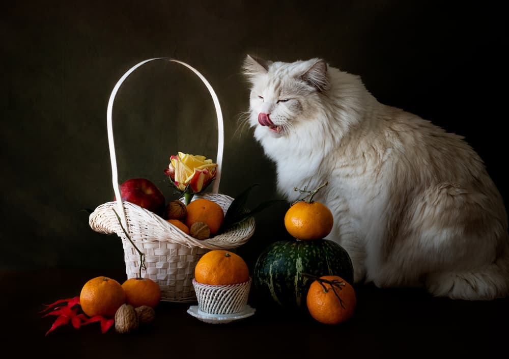 Autumn Fruit Still Life with Cat by Jie Fischer — canvas wall art