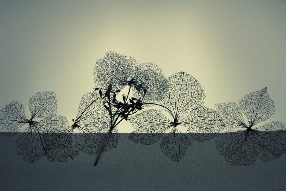 Ethereal Dried Blooms by Shihya Kowatari — canvas wall art