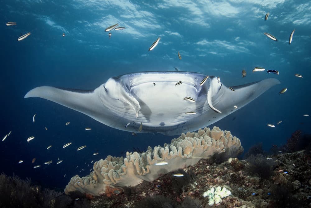 Graceful Manta Over Reef by Cédric Péneau — canvas wall art