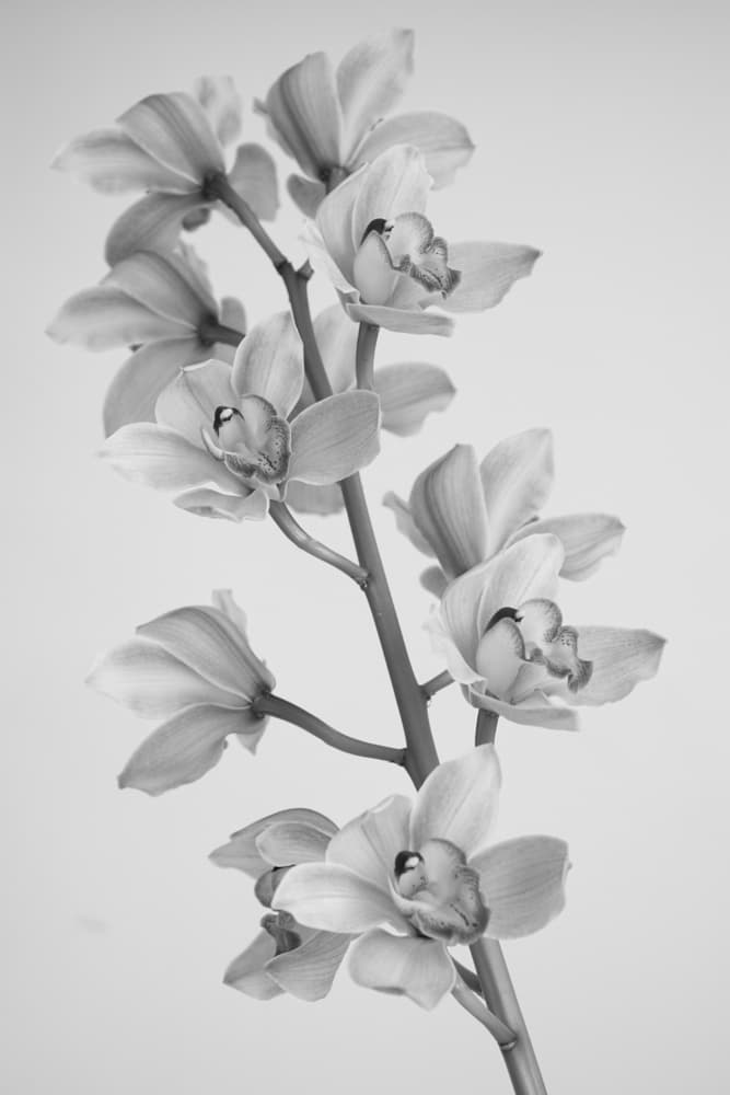 Monochrome Orchid Flowers by Igor Mandich — canvas wall art
