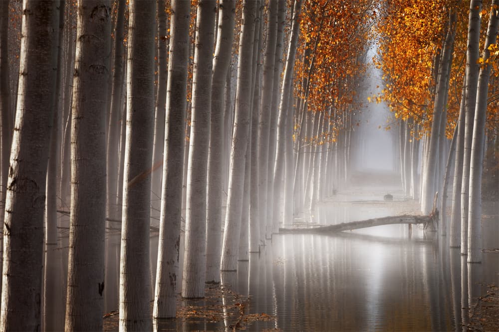 Misty Autumn Tree Tunnel by David Frutos — canvas wall art