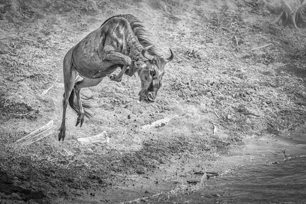 Wildebeest River Leap by Jeffrey C. Sink — canvas wall art