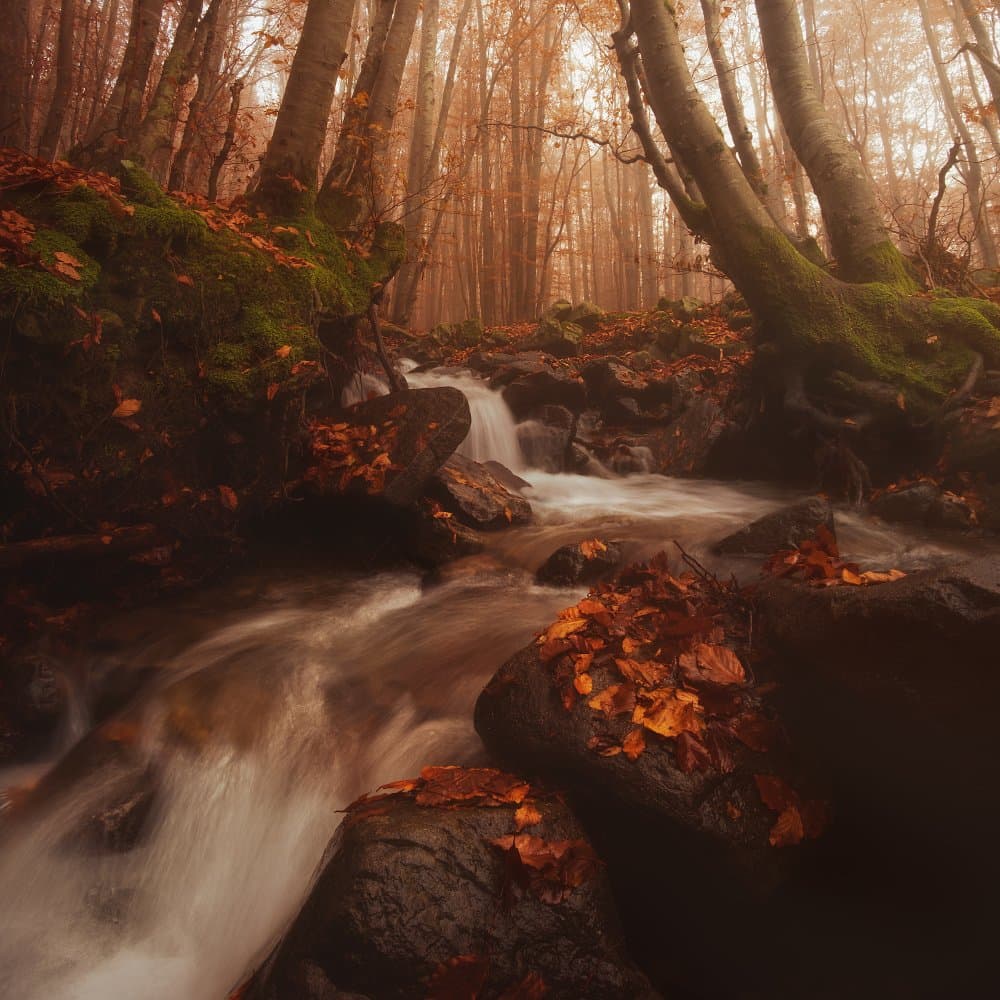 Misty Autumn Forest Stream by Paolo Lazzarotti — canvas wall art
