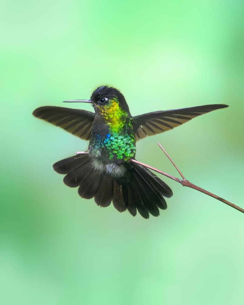 Iridescent Green Hummingbird by Siyu_Wei APA — canvas wall art