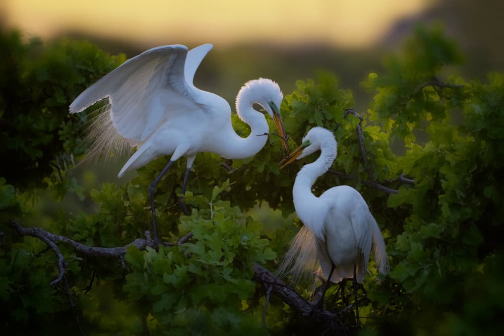 Golden Hour Egrets by Sheila Xu — canvas wall art