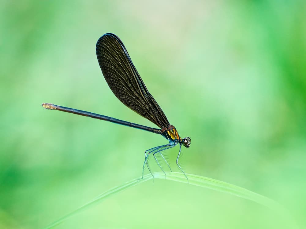 Delicate Green Damselfly by Takiko Hirai — canvas wall art