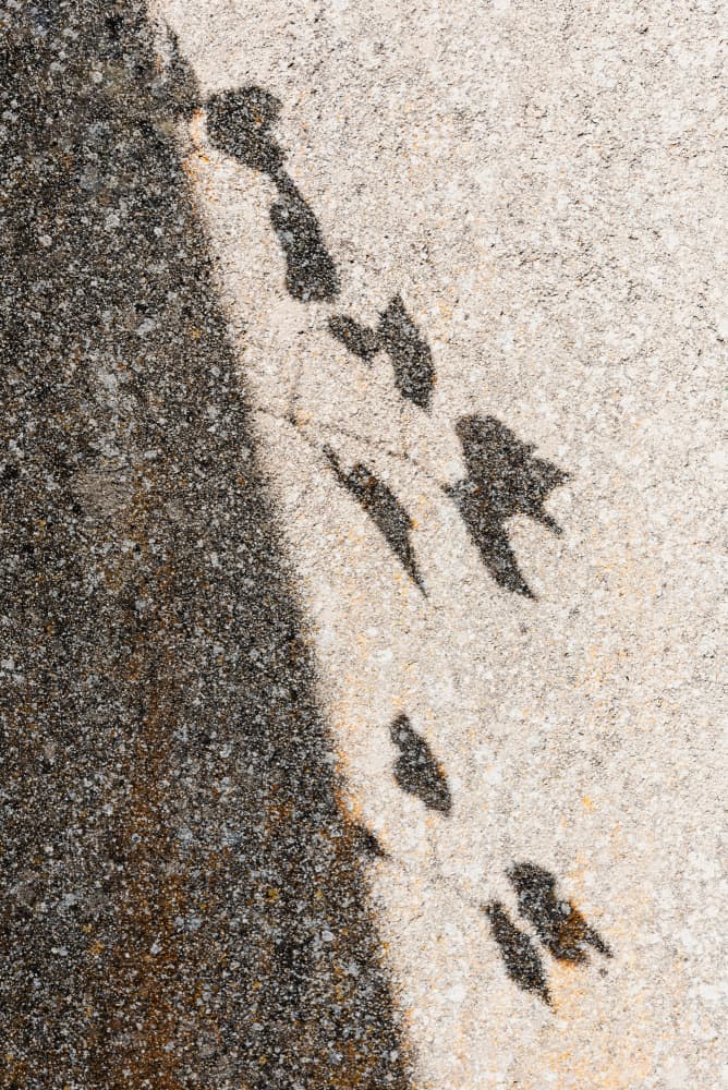 Abstract Leaf Shadows by Photolovers — canvas wall art