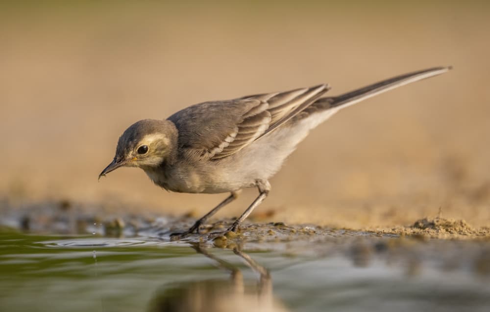 Peaceful Bird Reflection by Judy Tseng — canvas wall art