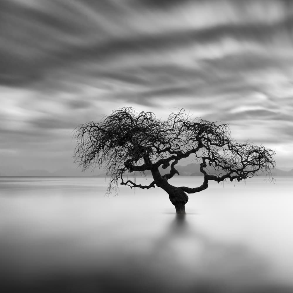 Still Waters Lone Tree by George Digalakis — canvas wall art