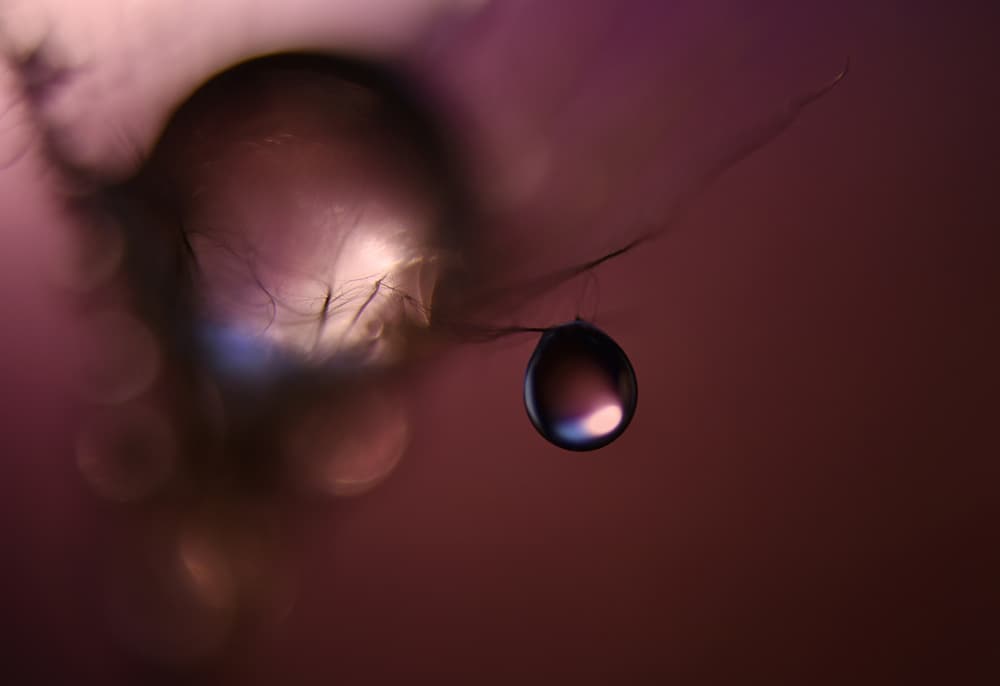 Ethereal Feather Droplet by Heidi Westum — canvas wall art