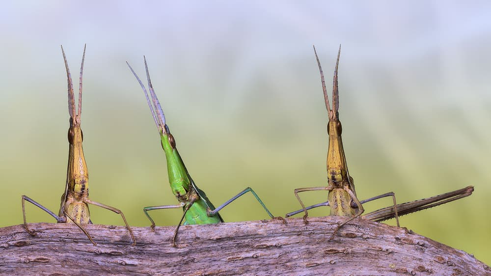 Long-Nosed Grasshopper Trio by Jimmy Hoffman — canvas wall art