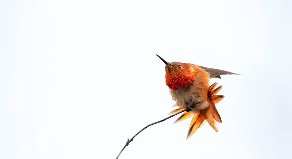 Vibrant Hummingbird Perched by Phillip Chang — canvas wall art