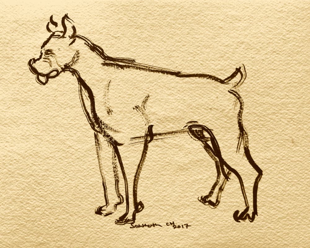 Boxer Dog Sketch by Santhosh ch — canvas wall art