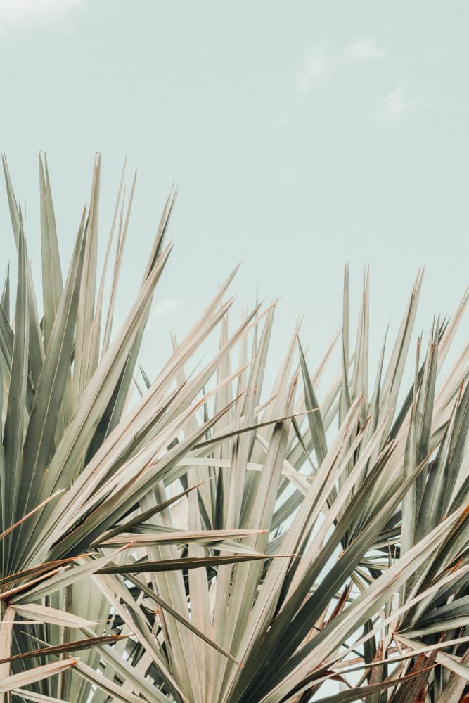 Skyward Palm Leaves by Olivia Joy StClaire — canvas wall art