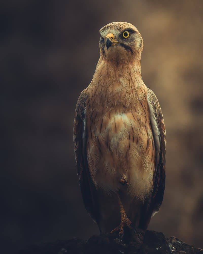 Intense Hawk Portrait by Ahmed Sobhi — canvas wall art
