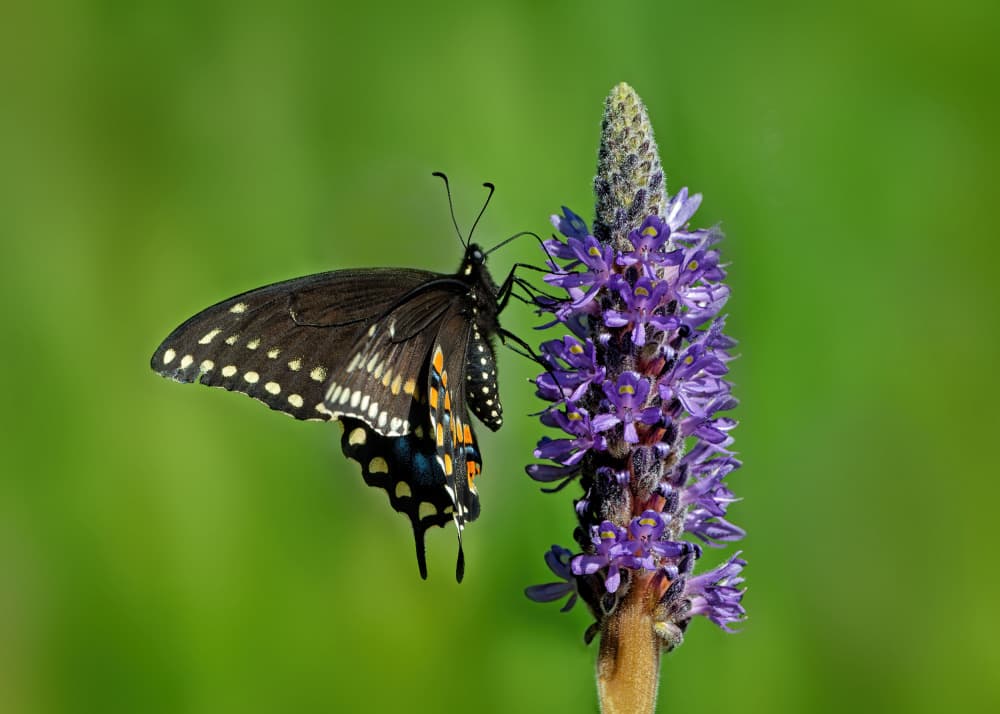 Black Butterfly on Purple by Lucie Gagnon — canvas wall art