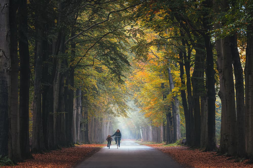 Autumn Path Cycling by Christos Zoumides — canvas wall art