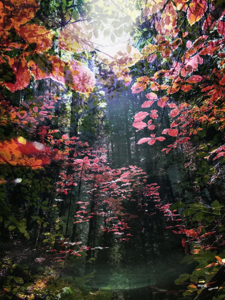 Enchanted Autumn Woods