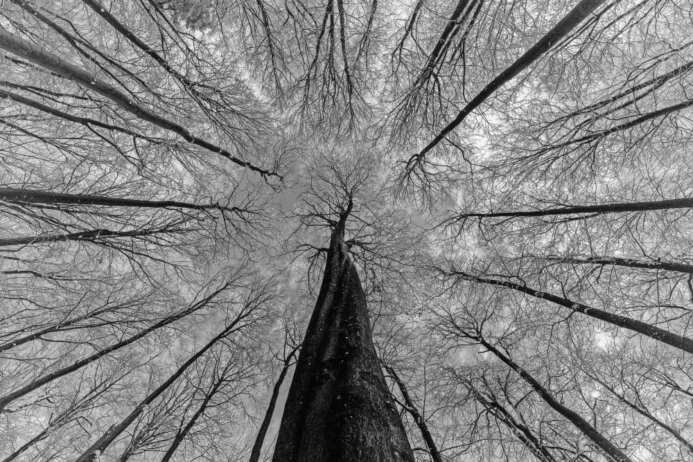 Skyward Winter Trees by Tom Pavlasek — canvas wall art