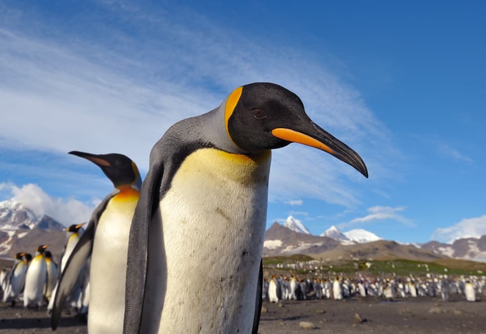 Majestic Antarctic Penguins by Sergey Kokinskiy — canvas wall art