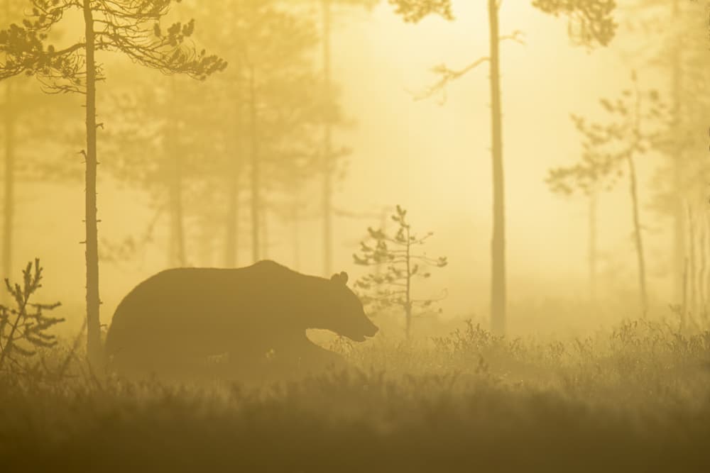 Golden Morning Bear by Svein Ove Linde — canvas wall art