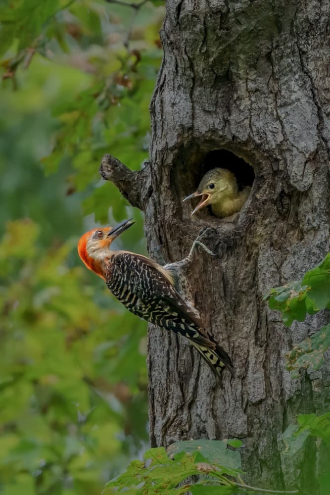 Woodpecker Feeds Nestling by Jacob (Jian) Xu — canvas wall art