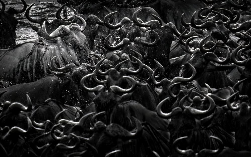 Wildebeest River Crossing by Hung Tsui — canvas wall art