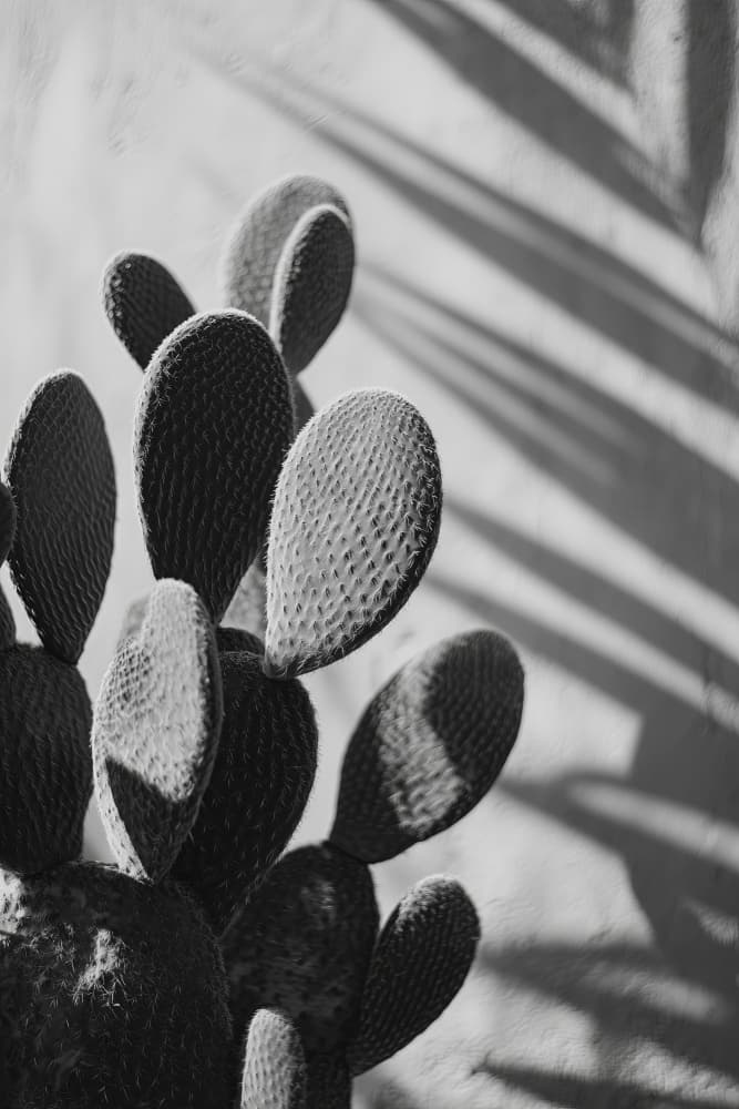 Cactuspoemno03 by Treechild — canvas wall art