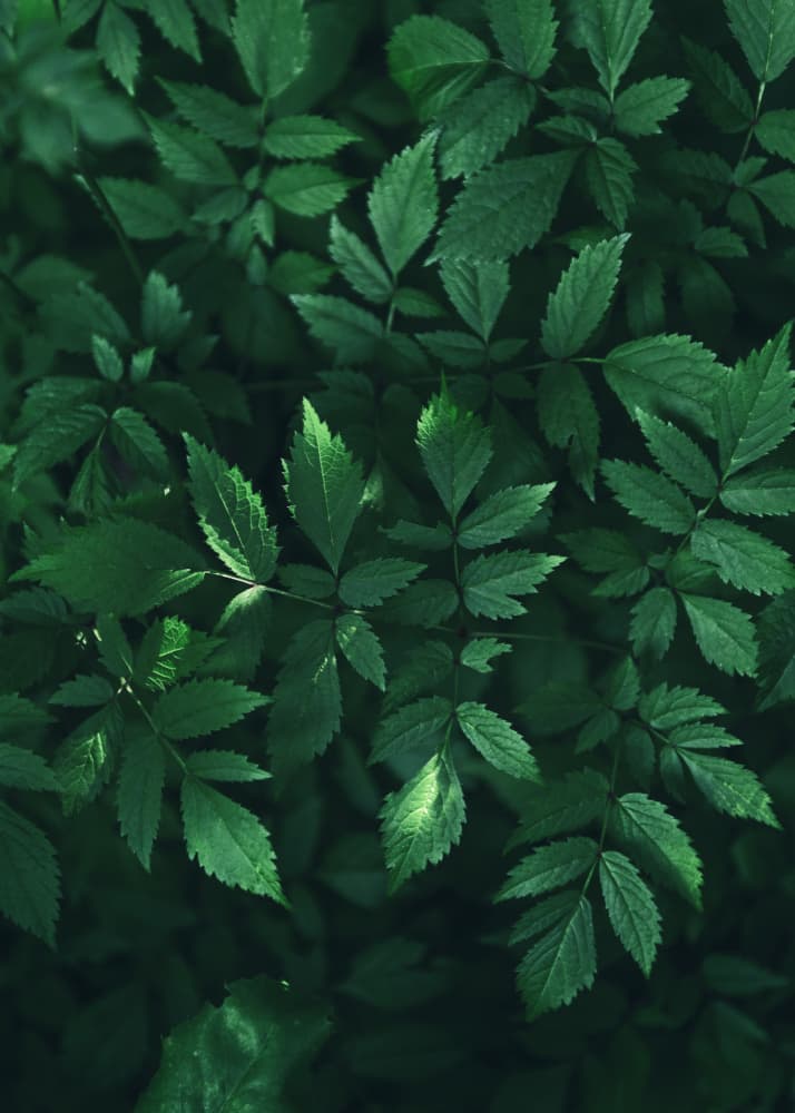 Lush Green Foliage by Lynann Colligan — canvas wall art