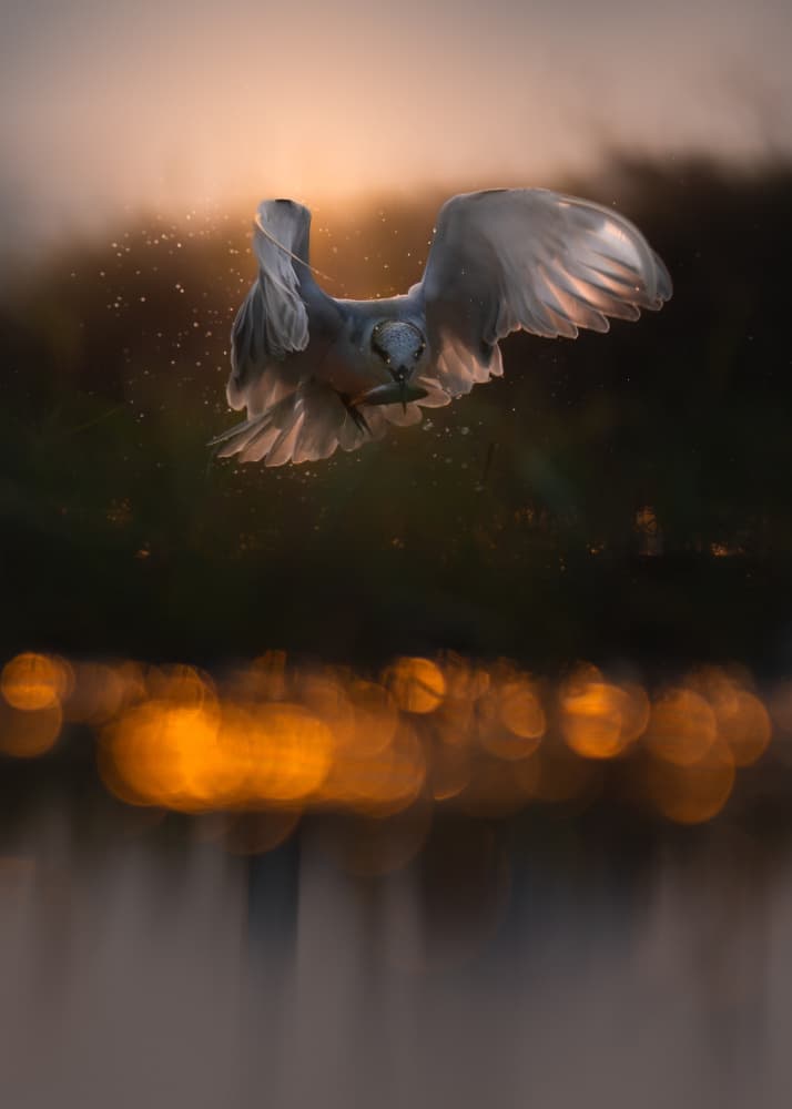 Golden Hour Fish Catch by Jayanta Guha — canvas wall art