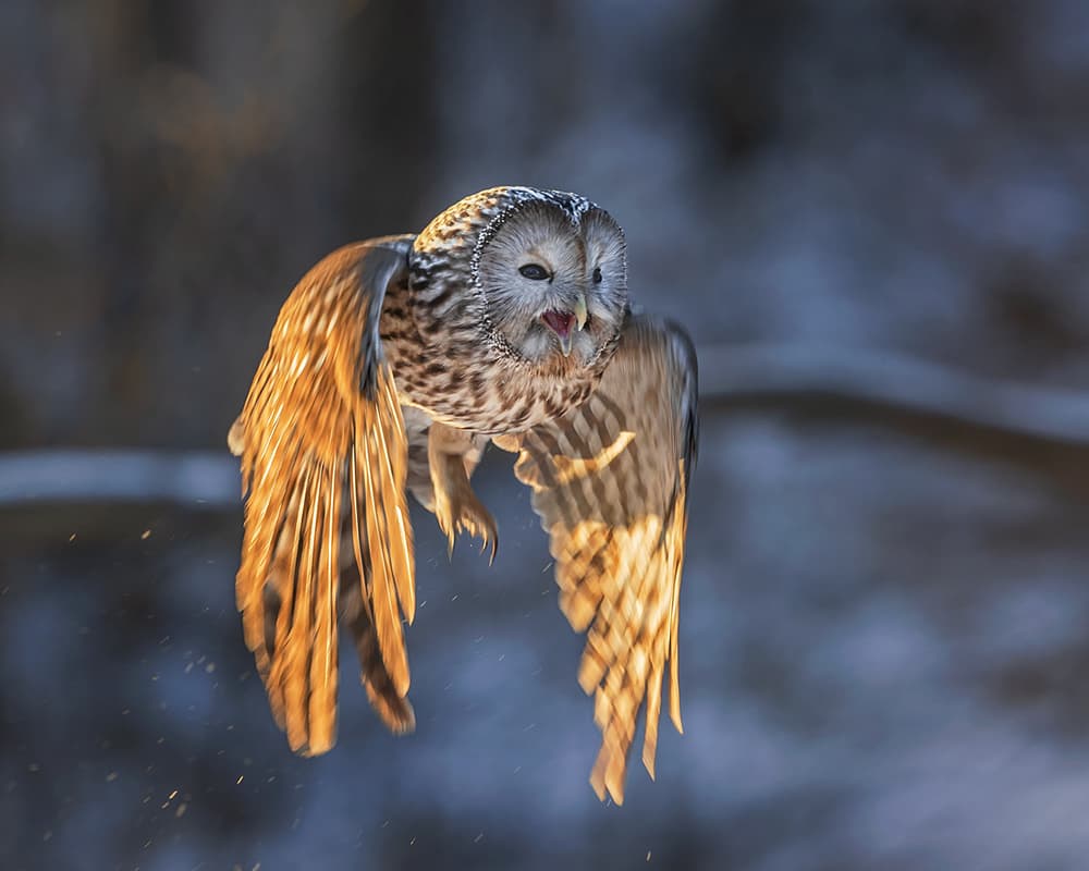 Golden Hour Owl Flight by Annie Poreider — canvas wall art