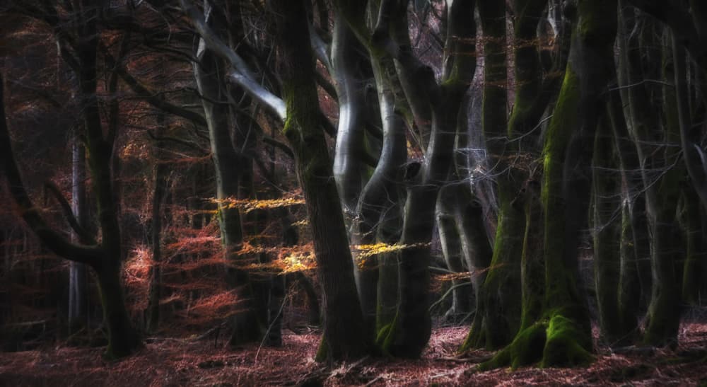 Enchanted Autumn Forest by Saskia Dingemans — canvas wall art