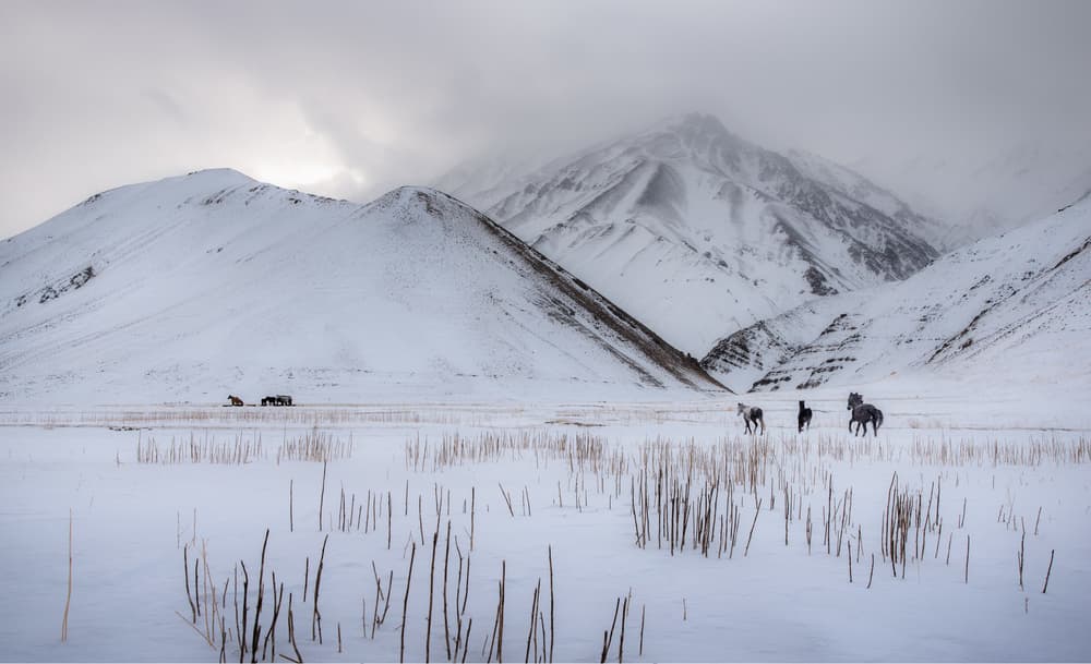 Wild Horses Winter Mountains by Hosein Babaei — canvas wall art
