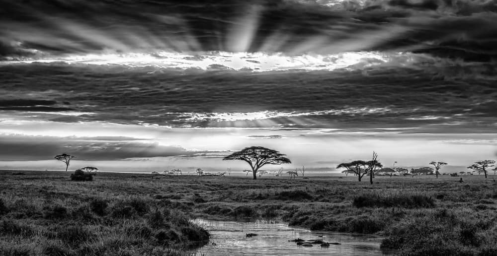 Dramatic Savanna Light by Jeffrey C. Sink — canvas wall art
