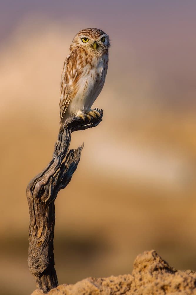 Watchful Little Owl by Abdelkader  Allam — canvas wall art