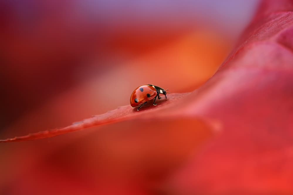 Ladybug on Red Leaf by Ellen van Deelen — canvas wall art