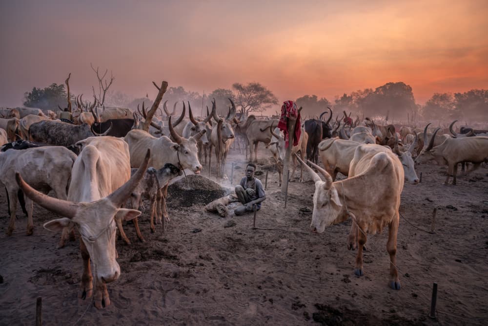 Warm Cattle Gathering by Trevor Cole — canvas wall art