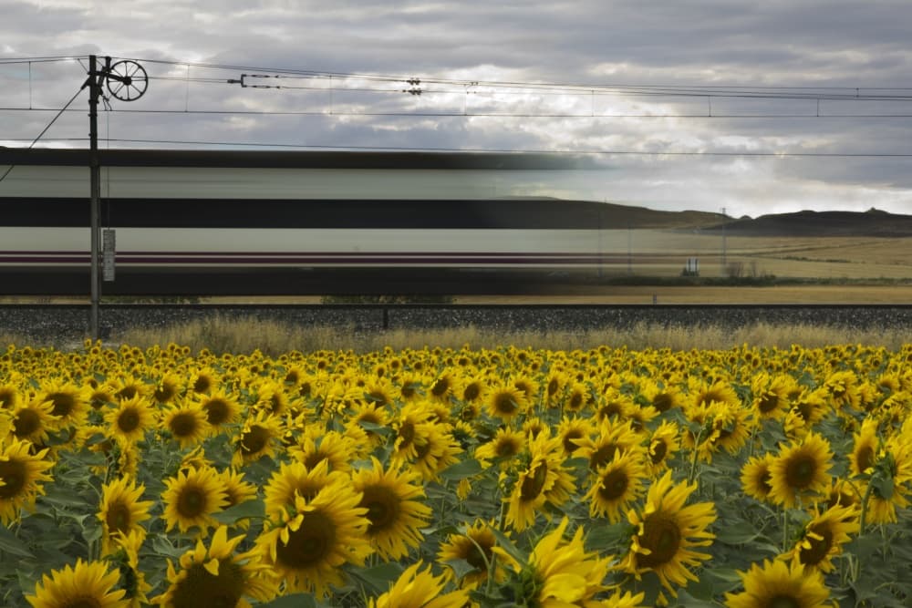 Train Through Sunflowers by Kike Balenzategui — canvas wall art