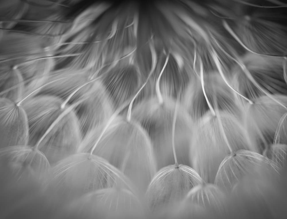 Soft Dandelion Dreams by Keren Or — canvas wall art