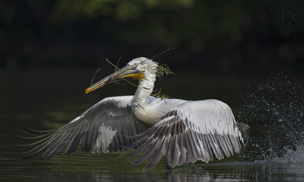 Pelican With Nesting Sticks by C.S. Tjandra — canvas wall art