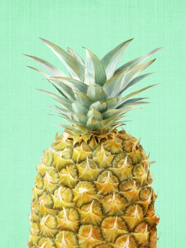 Fresh Tropical Pineapple by Lila &amp; Lola — canvas wall art