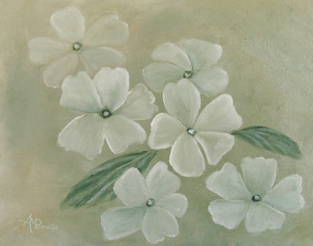White Primula by Angeles M. Pomata — canvas wall art