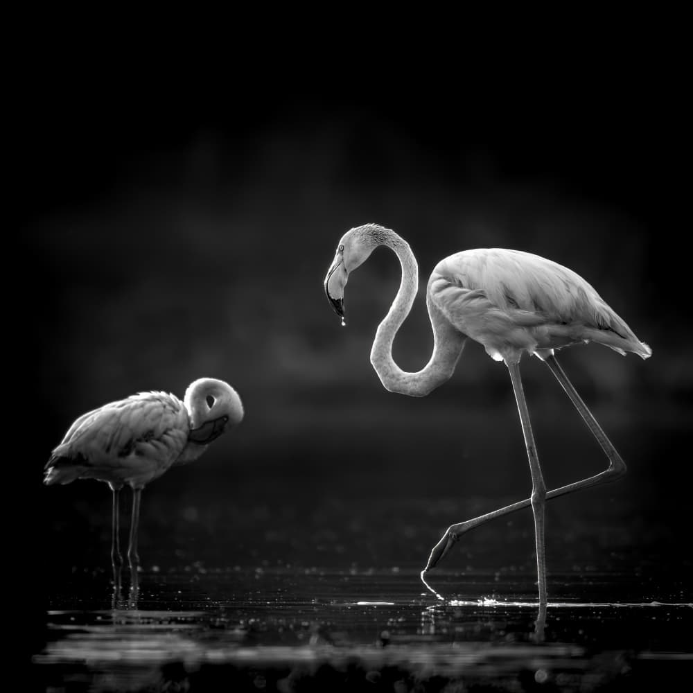 Graceful Flamingos Wading by Hung Tsui — canvas wall art