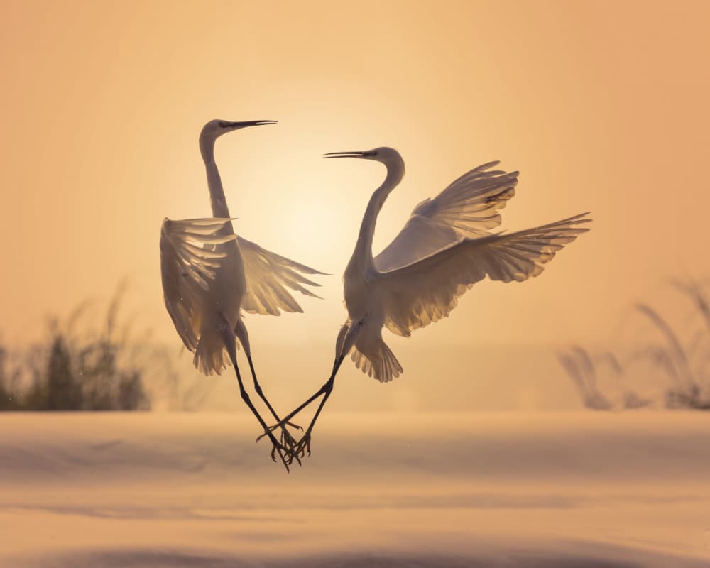 Dancing White Egrets by Bassant Meligy — canvas wall art