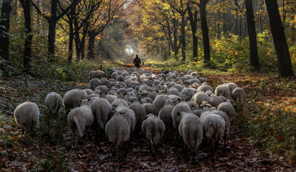 Sheep Through Golden Forest by Gert van den Bosch — canvas wall art