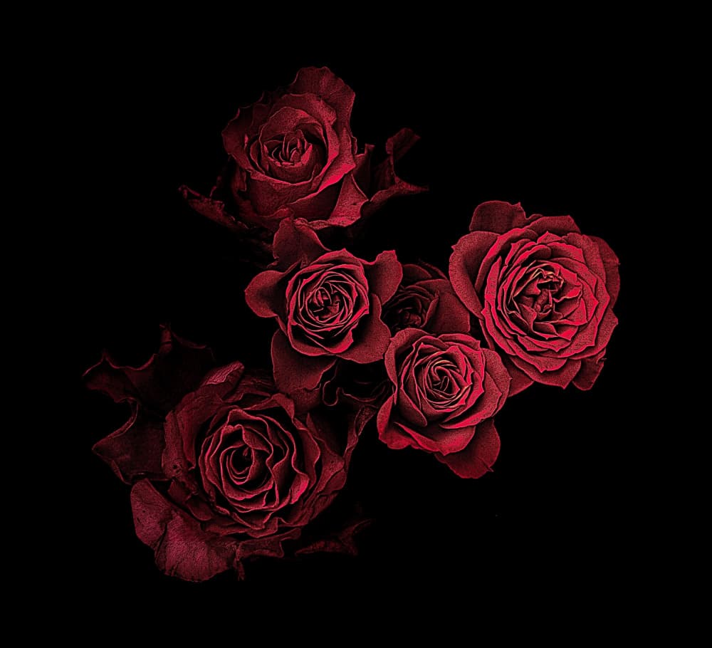 Deep Red Roses by Angel Julie — canvas wall art