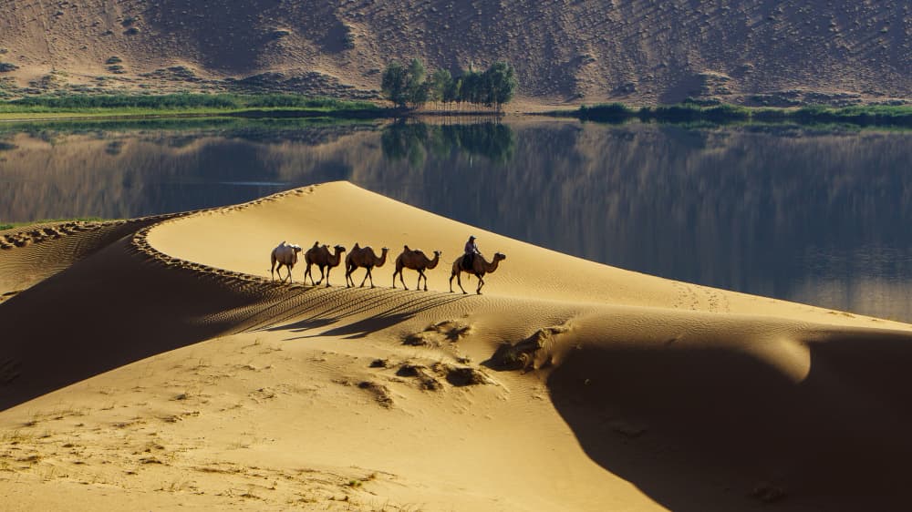 Desert Lake Camel Caravan by Shin Woo Ryu — canvas wall art