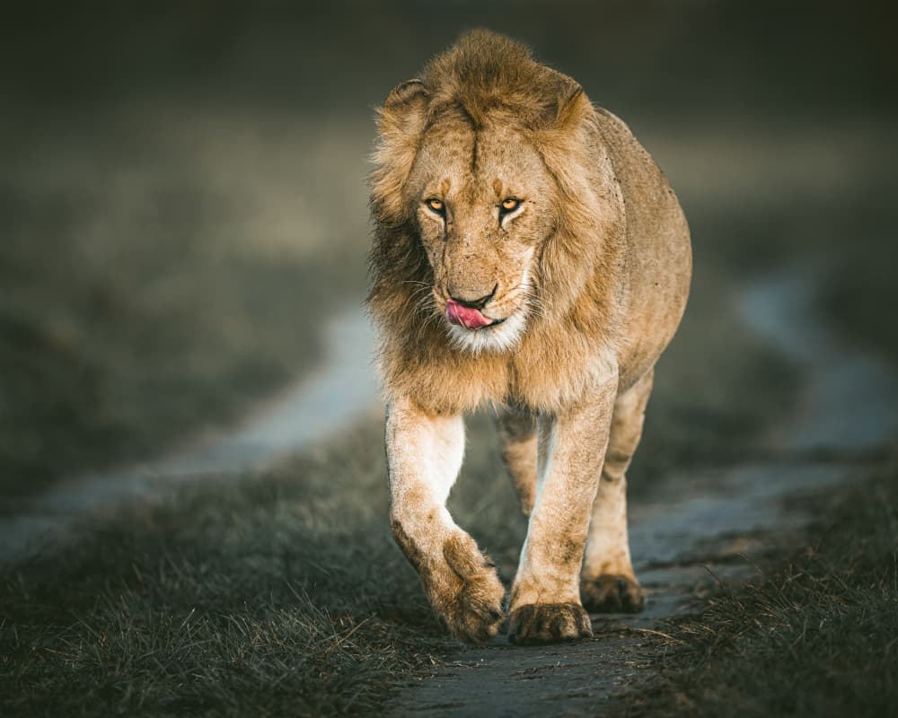 African Lion's Golden Gaze by Ahmed Sobhi — canvas wall art
